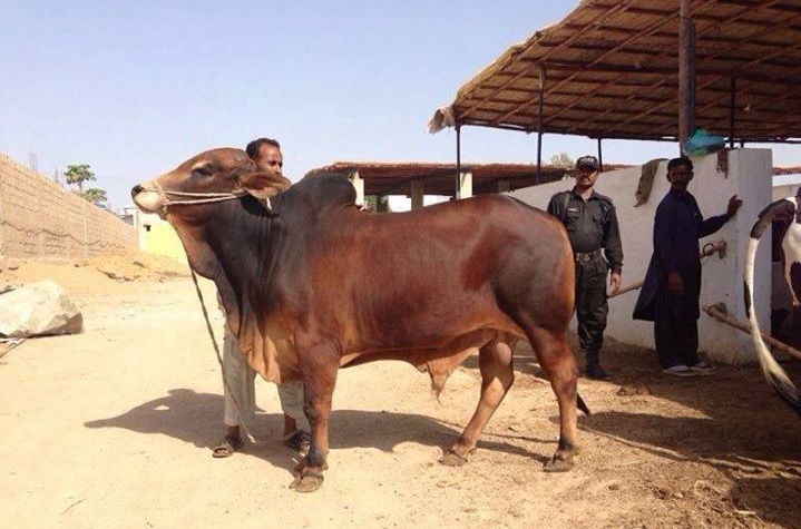 Red Sindhi