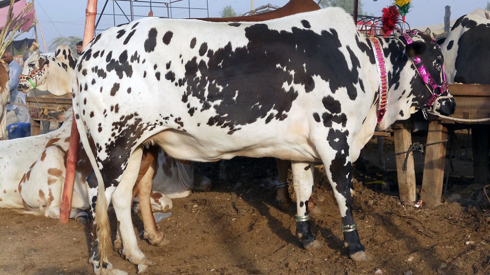 Dhanni cow