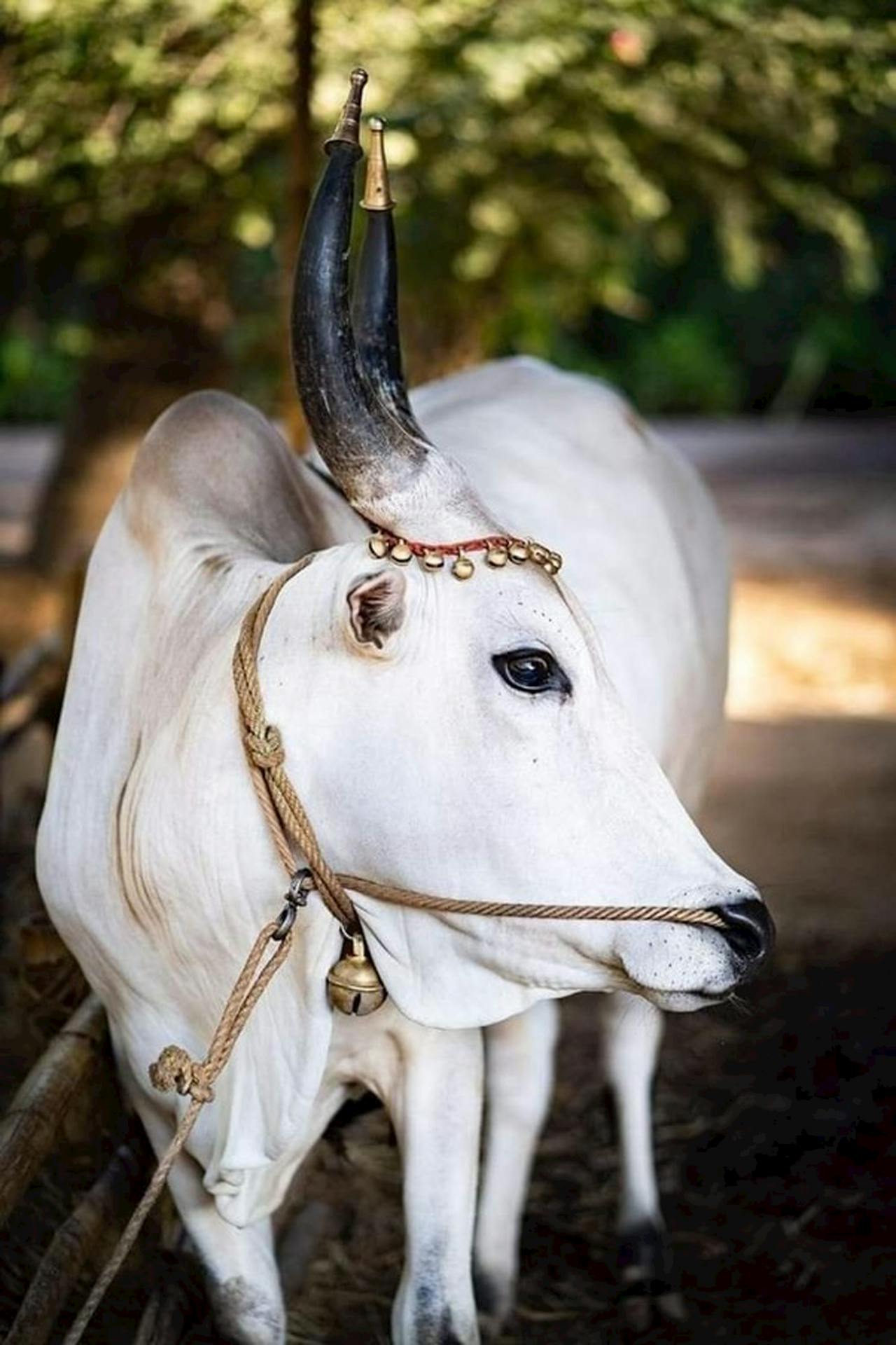 cows